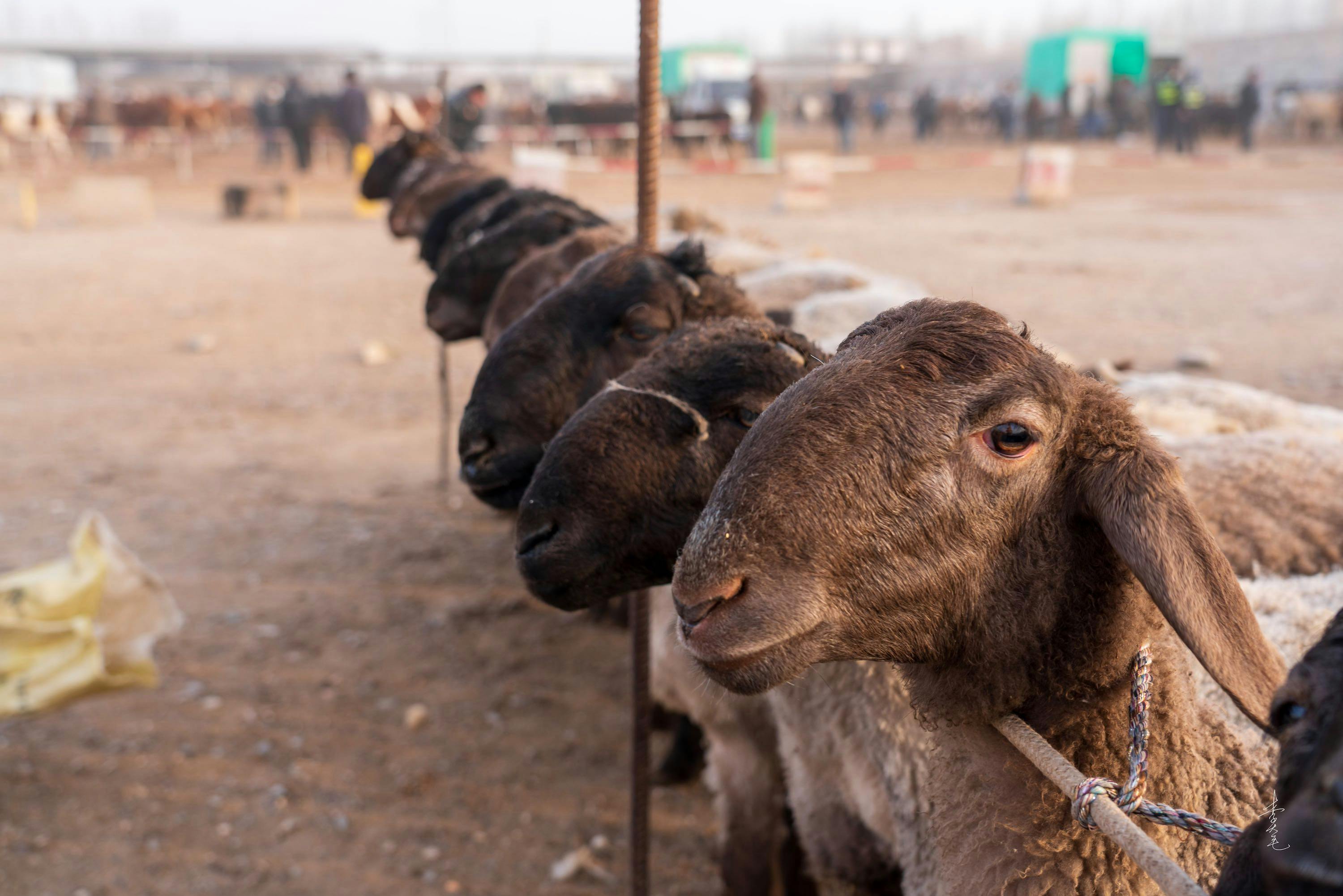 Kashgar Livestock Bazaar
