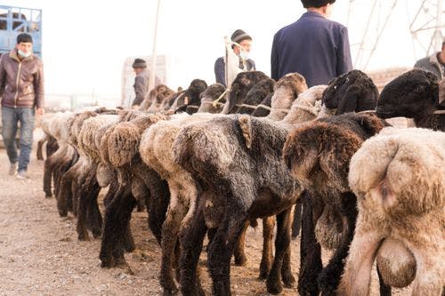 Kashgar Livestock Bazaar